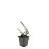 Cotoneaster pr. 'Streib's Findling'