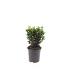 Euonymus jap. 'Green Spire'