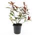 Itea virginica 'Henry's Garnet'