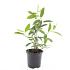 Itea virginica 'Henry's Garnet'