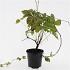 Parthenocissus quinquefolia