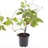Parthenocissus quinquefolia