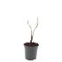 Parthenocissus quinquefolia