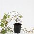 Parthenocissus quinq.engelmannii