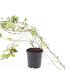 Parthenocissus quinq.engelmannii