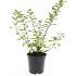 Spiraea betulifolia
