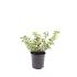 Spiraea betulifolia 'Tor Gold'