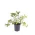 Spiraea jap. 'Odensala'