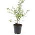Spiraea vanhouttei