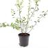 Spiraea vanhouttei