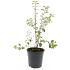 Spiraea vanhouttei