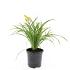 Hemerocallis 'Stella de Oro'
