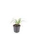 Liriope muscari 'Monroe White'