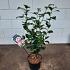 Camellia j. 'Bonomiana'