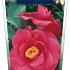Camellia j. 'Dr King'