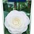 Camellia j. 'Powder Puff'