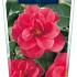 Camellia ret. 'Mary Williams'