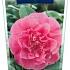 Camellia wil. 'Debbie'