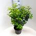 Prunus lusitanica 'Angustifolia'