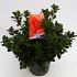 Rhododendron (AJ) Geisha Orange