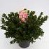 Rhododendron (AJ) Geisha Pink