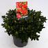 Rhododendron (AJ) Geisha Red
