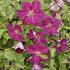 Clematis 'Abundance'