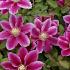 Clematis Angela