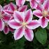 Clematis Angela