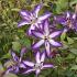 Clematis Astra Nova