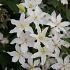 Clematis Baby Star