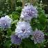 Clematis 'Belle of Woking'