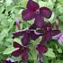 Clematis 'Black Prince'
