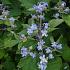 Clematis 'Blue Dwarf'