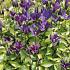 Clematis Blue Ocean