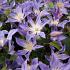 Clematis Blue River