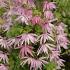 Clematis Country Rose