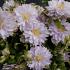 Clematis Dancing King