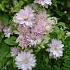 Clematis Dancing Queen