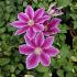 Clematis 'Dr Ruppel'