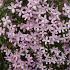 Clematis 'Elizabeth'