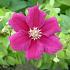 Clematis 'Ernest Markham'