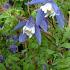 Clematis 'Frances Rivis'