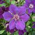 Clematis 'Gipsy Queen'