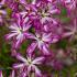 Clematis (Vit) Glorious Surprise