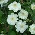 Clematis 'Guernsey Cream'