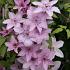Clematis 'Hagley Hybrid'
