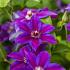 Clematis (A) Have Fun