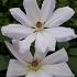 Clematis 'Henryi'