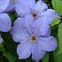 Clematis 'Hybrida Sieboldii'